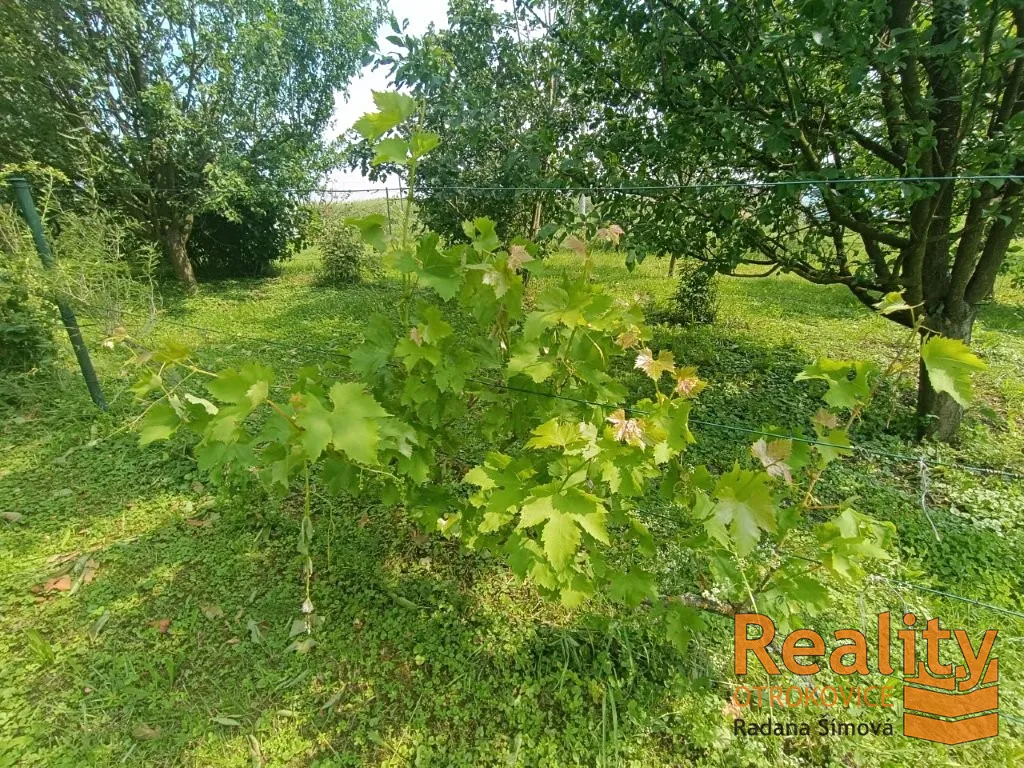 Fotka 10 z 14